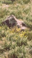 grandes rocas en el campo con hierba seca video