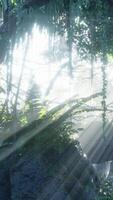 misty rainforest and bright sun beams through trees branches video