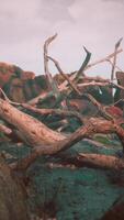 dry dead tree branches and mountain ridge video