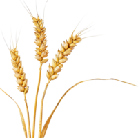 One beautiful bunch of ripe wheat with many grain without background, no background . png