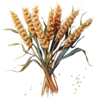 One beautiful bunch of ripe wheat with many grain without background, no background . png