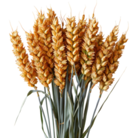 One beautiful bunch of ripe wheat with many grain without background, no background . png