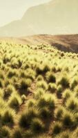 uma grande gramíneo campo com majestoso montanhas Como a pano de fundo video