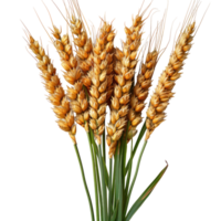 One beautiful bunch of ripe wheat with many grain without background, no background . png