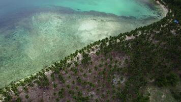oben Aussicht von Drohne auf Kokosnuss Strand im Palme Bäume im das Philippinen video