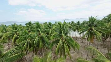 fpv zumbido moscas mediante palma arboles en un tropical playa video