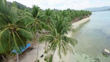 fpv zangão moscas acima Palma árvores em a de praia dentro Palawan video