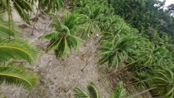 FPV drone flies with high speed through palm trees and bungalows on the beach video