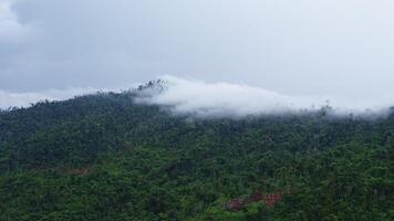 drone bouge toi à des nuages parmi le des arbres après une tropical averse, dans le montagnes video