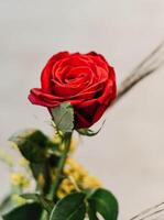 un hermosa y solitario rojo Rosa foto