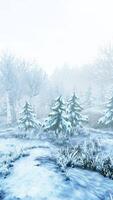 tempesta invernale in una foresta in inverno video