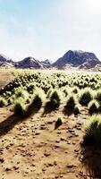 flache Wüste mit Busch und Gras video