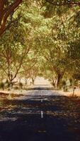 camino abierto en australia con arbustos video