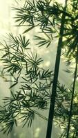 bambou vert dans le brouillard avec tiges et feuilles video