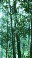 Fresh nature and Greeny tropical bamboo forest video