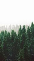 fir trees on meadow between hillsides with conifer forest in fog video