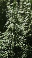 Canabis vert sur la ferme de champs de marihuana video