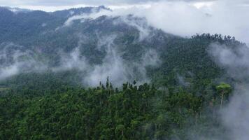 wolken tussen de bomen na een tropisch stortbui, in de bergen video