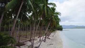 Hundreds of palm trees along a sandy shore in the Philippines video