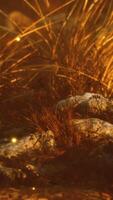 Fireflies above dry grass and stones at sunset video