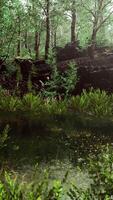 paisagem florestal de verão com árvores de folha caduca verdes na margem do pequeno lago video
