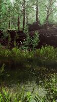 Summer forest landscape with green deciduous trees on the bank of the small pond video