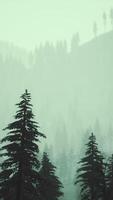 bosque de invierno matutino en las montañas de los cárpatos video