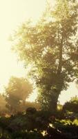 lever du soleil dans une forêt de conifères brumeuse video