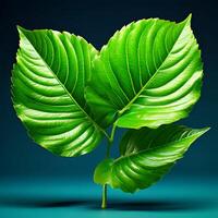 3d green leaf images photo