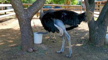 lindo engraçado avestruz pássaro pássaros Fazenda dentro porto escondido México. video