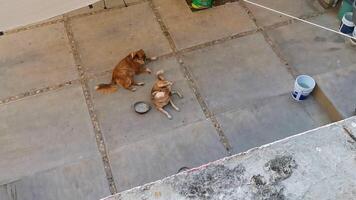 Puerto Escondido Oaxaca Mexico 2022 Tired lazy big dogs lying around after eating in Mexico. video