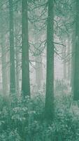 torreggiante alberi nel denso foresta video