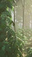 luz solar filtrando através denso floresta folhagem às alvorecer video