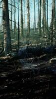 Towering Trees in Dense Forest video