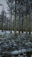 coberto de neve floresta com denso árvores video