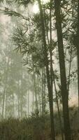 hoch aufragend Bäume im dicht Wald video