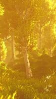 Sol lysande genom träd i skog video