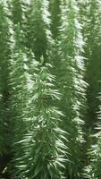 grönskande marijuana växter i solig odling fält video