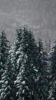 neve coberto floresta preenchidas com árvores video