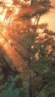 solljus filtrering genom träd grenar video