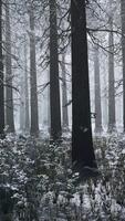 met sneeuw bedekt Woud boordevol met bomen video