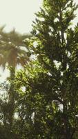 Sunlit Green Tree Against Blurred Tropical Backdrop video