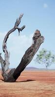 dood boom staand alleen in woestijn video