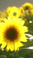 een levendig veld- van zonnebloemen tegen een pittoreske lucht video