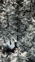 ein still Winter Wunderland im ein schneebedeckt Wald video