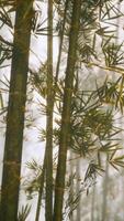 forêt de bambous asiatique avec la lumière du soleil du matin video