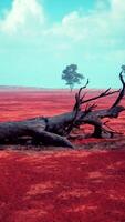 uma morto árvore dentro uma vibrante vermelho campo cercado de de outros árvores video