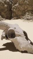 An animal skull on a beach with a rock in the background video