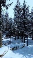uma inverno país das maravilhas com uma denso floresta coberto dentro espumante neve video
