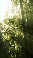 The sun's rays penetrate between the twigs and bamboo leaves video